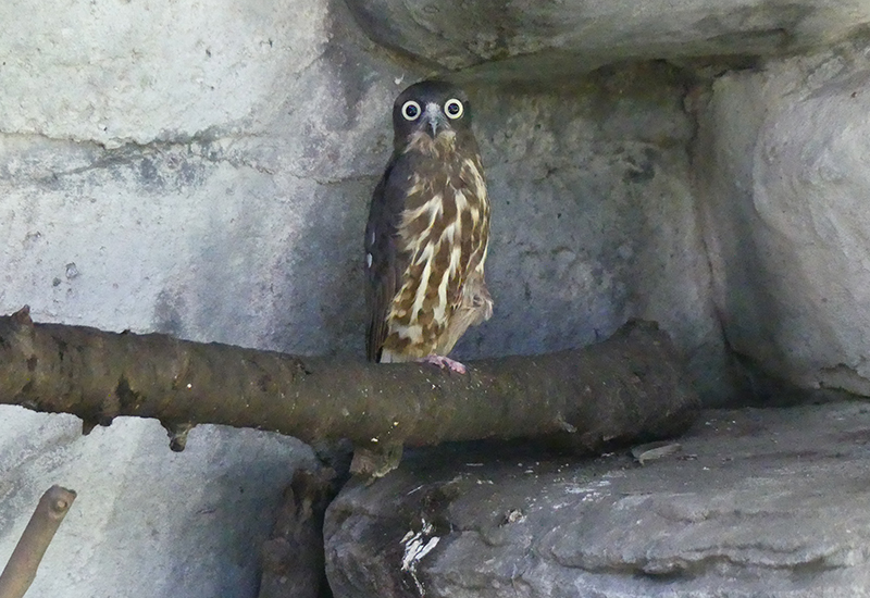 上野動物園、アオバズク2羽を移動