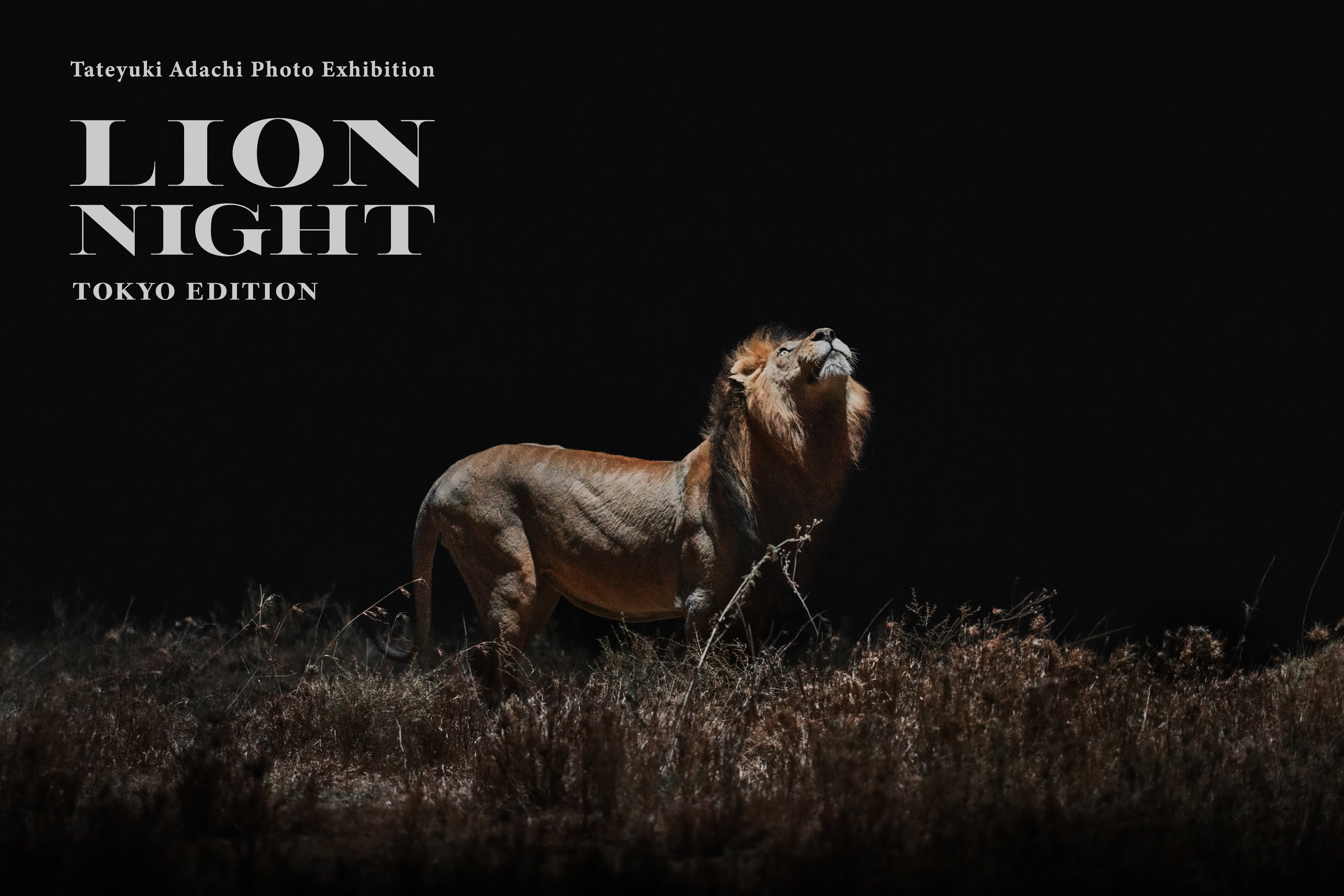 写真展「LION NIGHT」、パリから東京へ 上野・国立科学博物館で開催