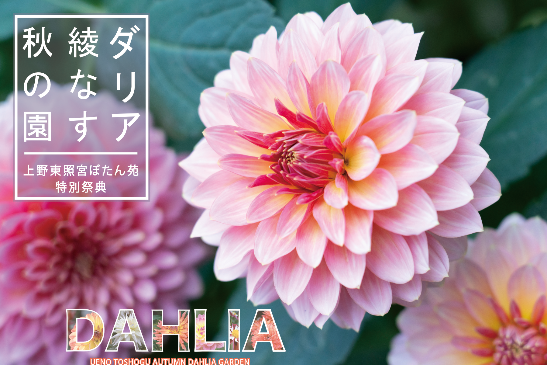 東京・上野公園 120種200株以上のダリアが秋の庭園を彩る『上野東照宮ぼたん苑 特別祭典 ダリア綾』