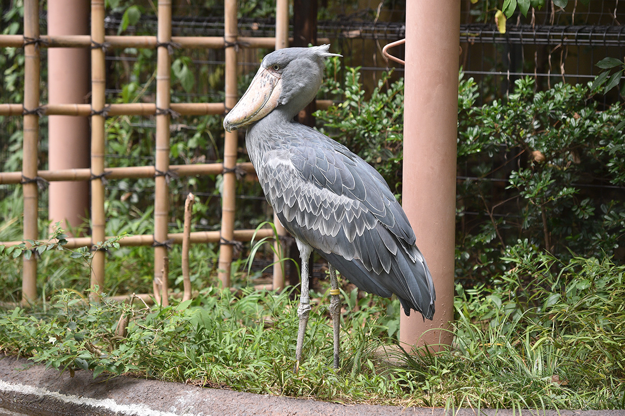 上野動物園、10月下旬にハシビロコウ2羽を非公開施設へ移動