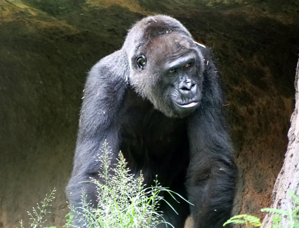 上野動物園 ニシローランドゴリラ「トト」の健康状態について