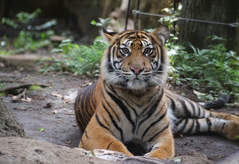 上野動物園、スマトラトラ「レスタ」を移動