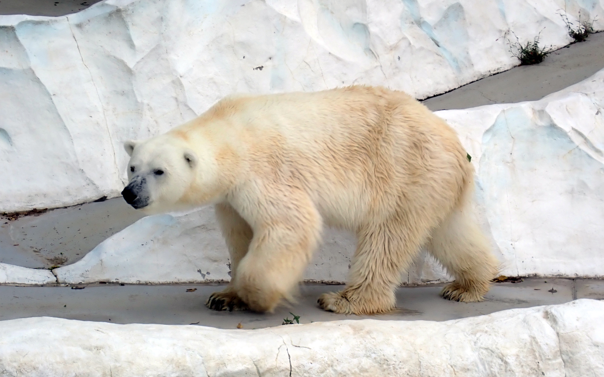 上野動物園、ホッキョクグマ「イコロ」を移動