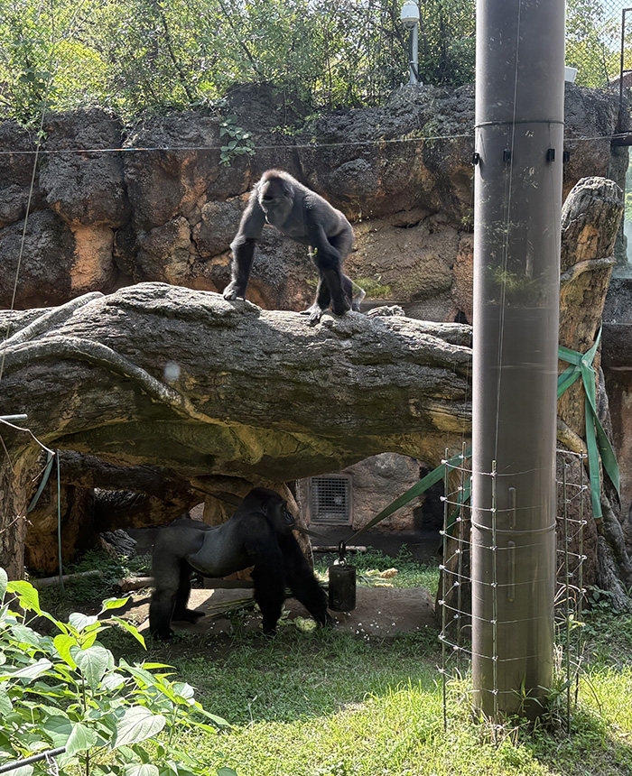 上野動物園、ニシローランドゴリラ「ゲンタロウ」「アニー」の近況