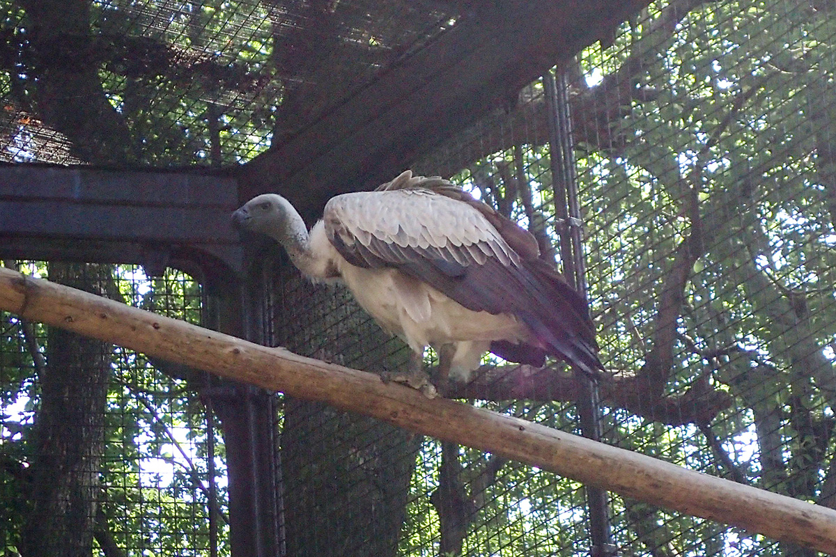 上野動物園 コシジロハゲワシをシンガポールのMandai Bird Paradiseへ移動